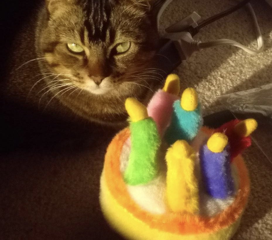 BCatPix's tweet photo. Hold it right there, buster β this cake is for cats only!"
Happy 7th Birthday, BC!
#EverydaylsCaturday #BCatPix #CatsOfTwitter #CatsOnTwitter
#TheArtOfALT #AlwaysUseALT https://t.co/eQN7C6wldR