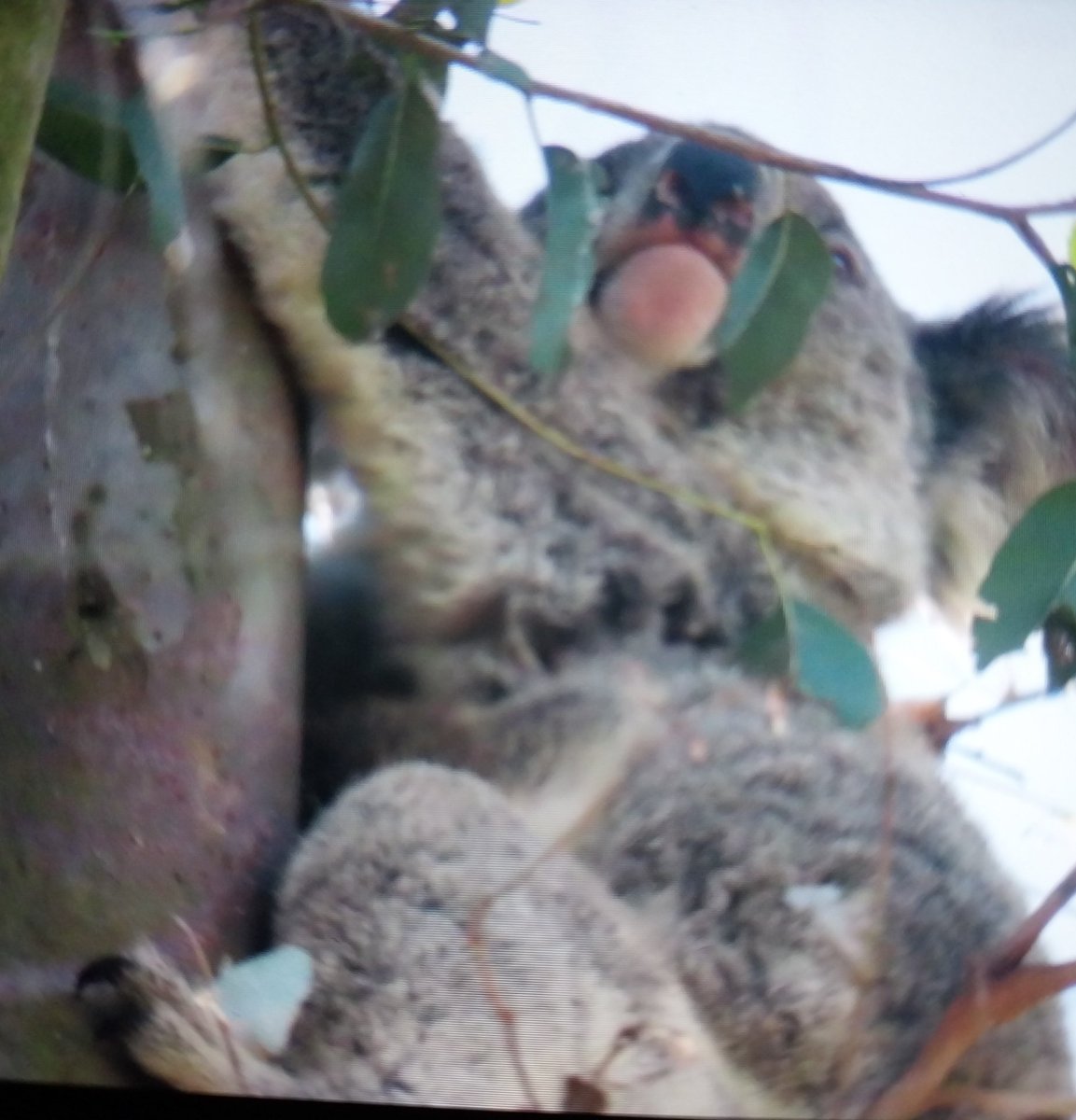 talkingkoala's tweet photo. 🙏🐨💖🤗 I so ❤️ #FOKs "Hanging out at East Coraki" project supported w funding fr Australian Government 💕 today I got to meet Katie Diddles & joey, when a new 🐨 Watcher reported a few sightings 🥰
A male was hanging around but not there today. What a landscape to traverse 😰 https://t.co/8lC3S4U4Fj