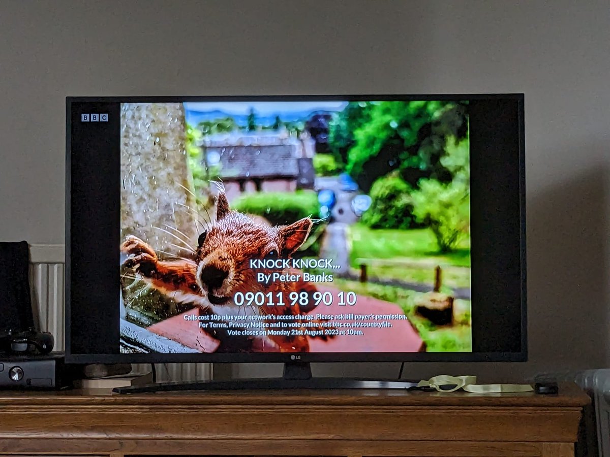 chemstuff's tweet image. Last night was a super exciting evening! My little red squirrel made it onto @BBCCountryfile! What incredible photos to be a part of. I still can't actually believe it.
If you are able to give a lovable red squirrel a vote, that would be very kind!