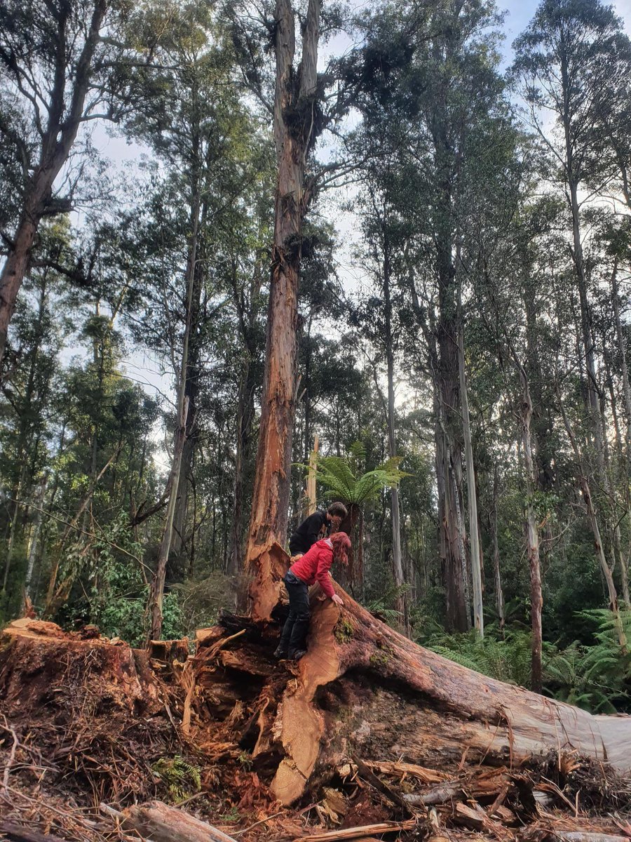 Wilderness Society lutruwita tweet media