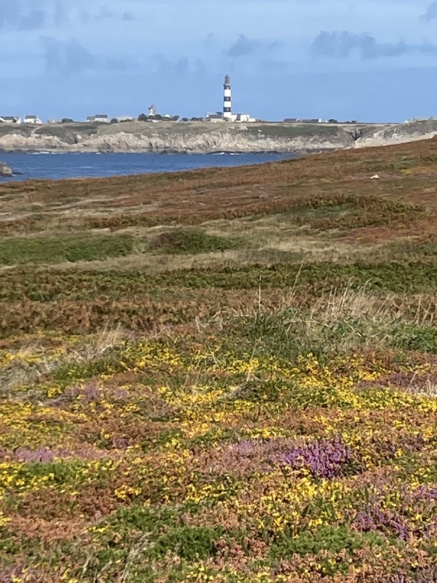 BonnaffouxEric's tweet photo. Couleurs ouessantines d’août https://t.co/ycN9TUy7TB