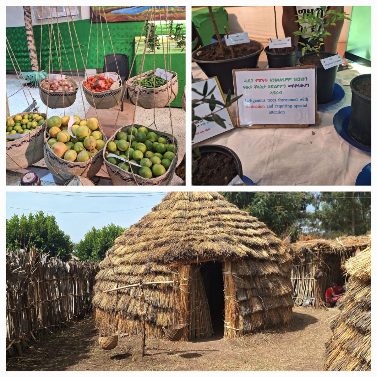Opening ceremony of #23EritreaFestival #Expofestival #Asmara #Eritrea