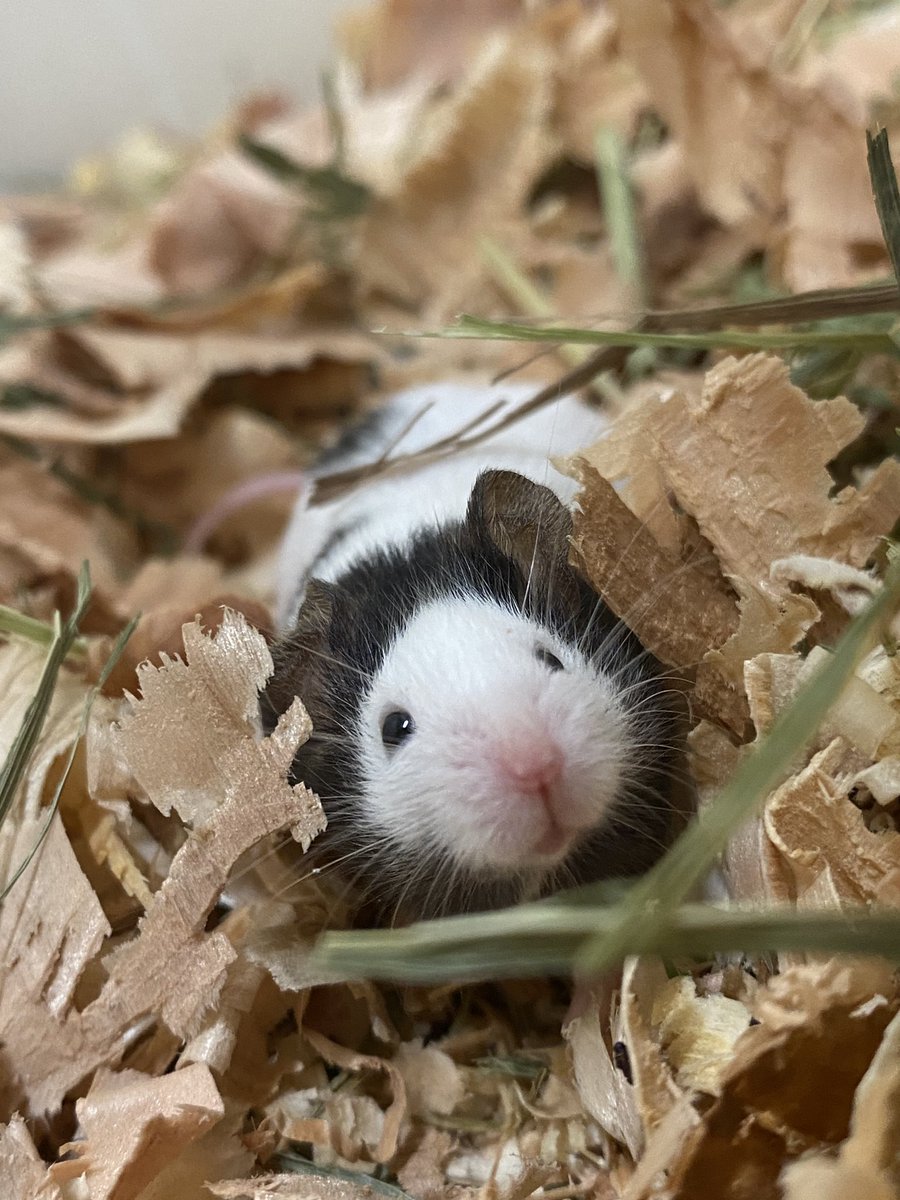 隠れてるつもりだったようで
上を見上げたらこの表情🐁💦
丸見えだよ～🤭💓

 #パンダマウス
 #小諸市動物園