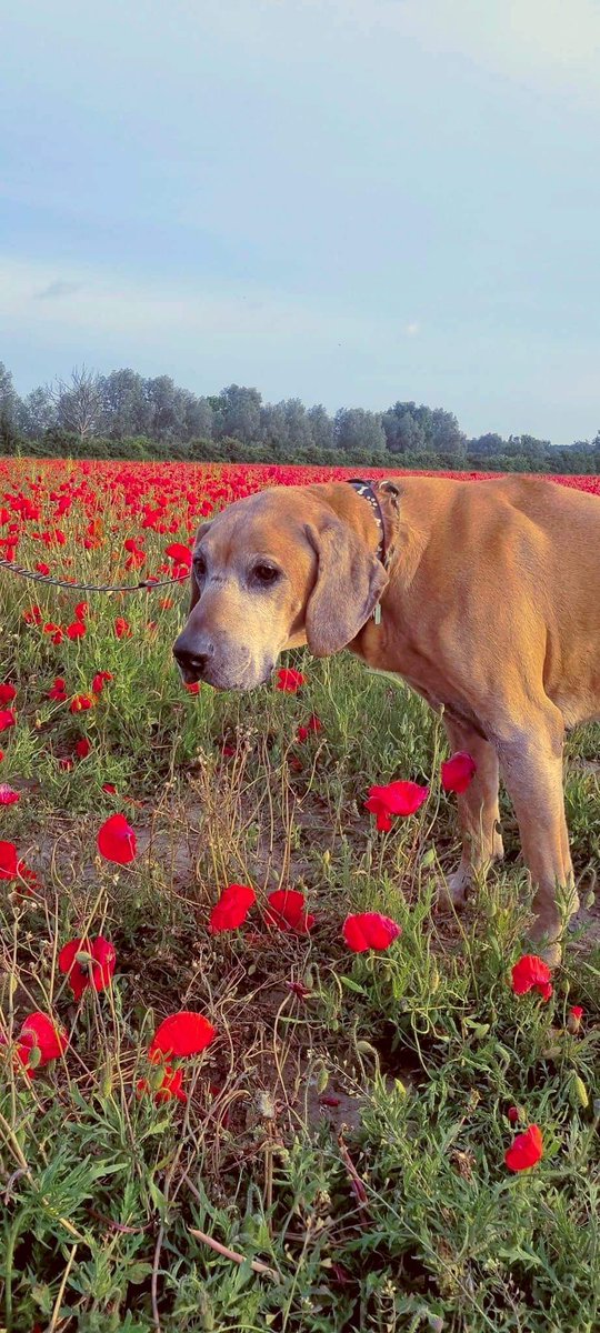 __dee_dee__'s tweet photo. @Phil_Sledge This is Bailey he's a Rhodesian Ridgeback, he almost made it to his 13th birthday, I miss him every day 😢 #rainbowbridge #dog #RIP #missyou https://t.co/9jHMwoltsI