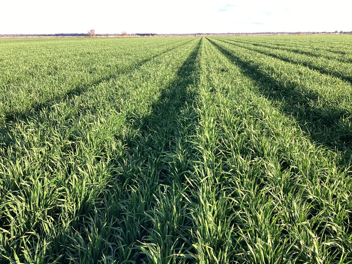 Fallow irrigated wheat crops are looking outstanding this season & have been progressing through their growth stages. This field had 109kg/ha of soil nitrogen at planting with no signs of N deficiency to date with no N applied, soil testing helping when urea tight @SamORafferty1