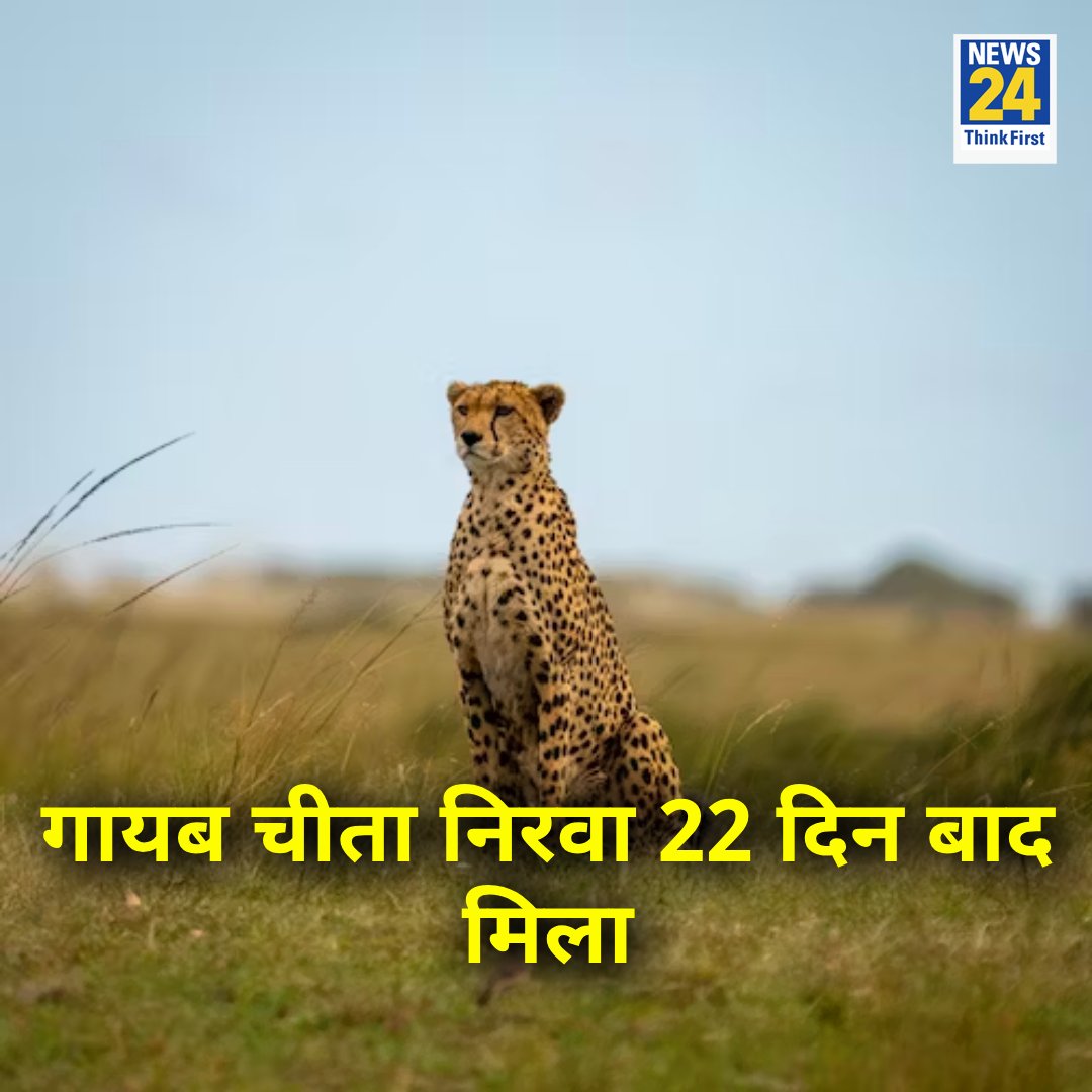 news24tvchannel's tweet photo. MP : कूनो नेशनल पार्क से गायब चीता निरवा 22 दिन बाद मिला
◆ तलाश में लगे थे 100 से भी ज़्यादा कर्मचारी
Cheetah Nirva | #Nirva | Kuno National Park | #Cheetah https://t.co/FL3jY6xkTE