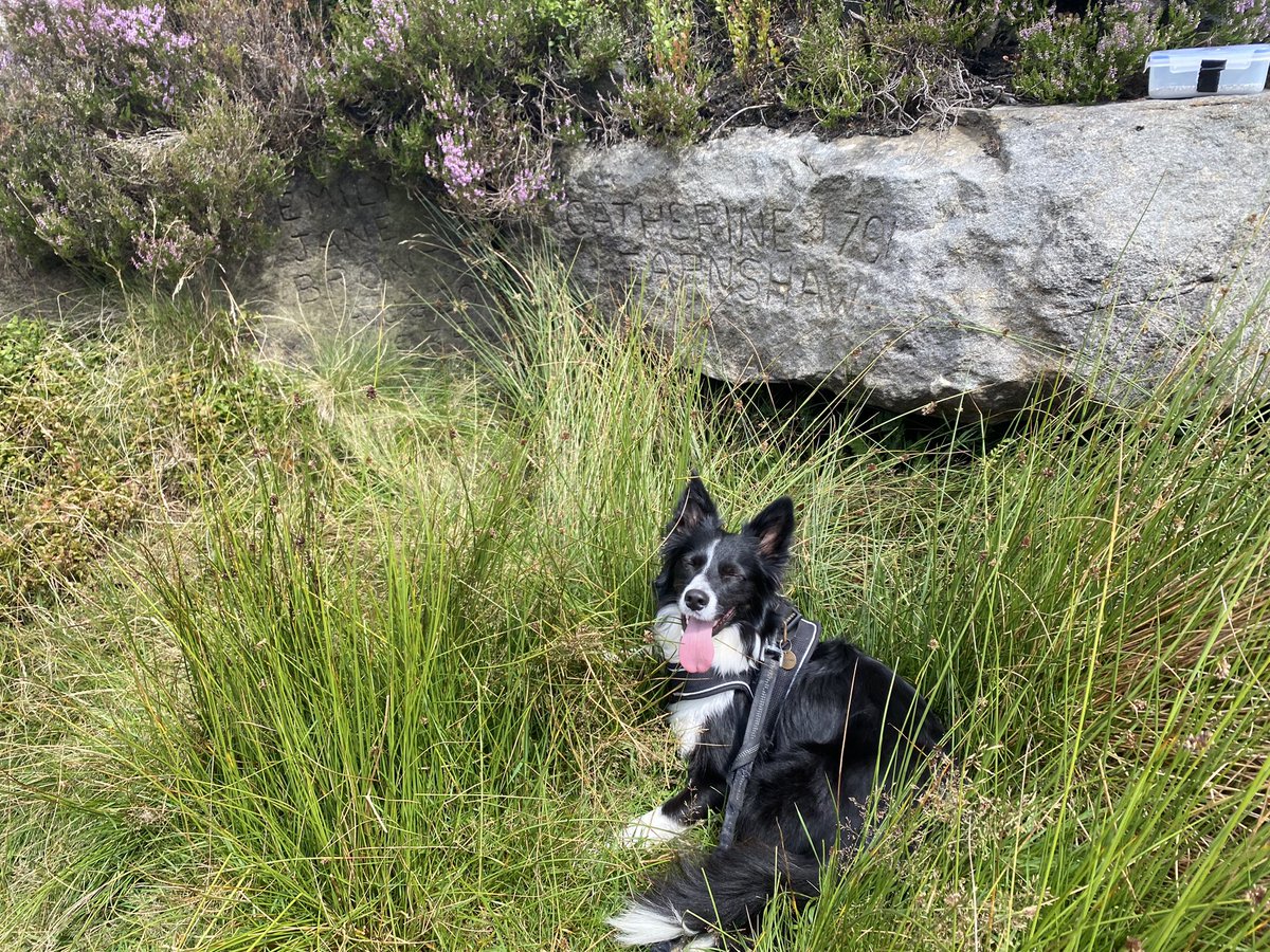 pondenperson's tweet photo. So I took Noah’s dog Indi for a tour of all the #Brontë landmarks around the moors Noah lived on the edge of. #PondenKirk, #AlcomdenStones & #TopWithins, scattering a few of his ashes at each should his spirit wish to take the air sometime!
4/7 https://t.co/TVFqSdc2R5