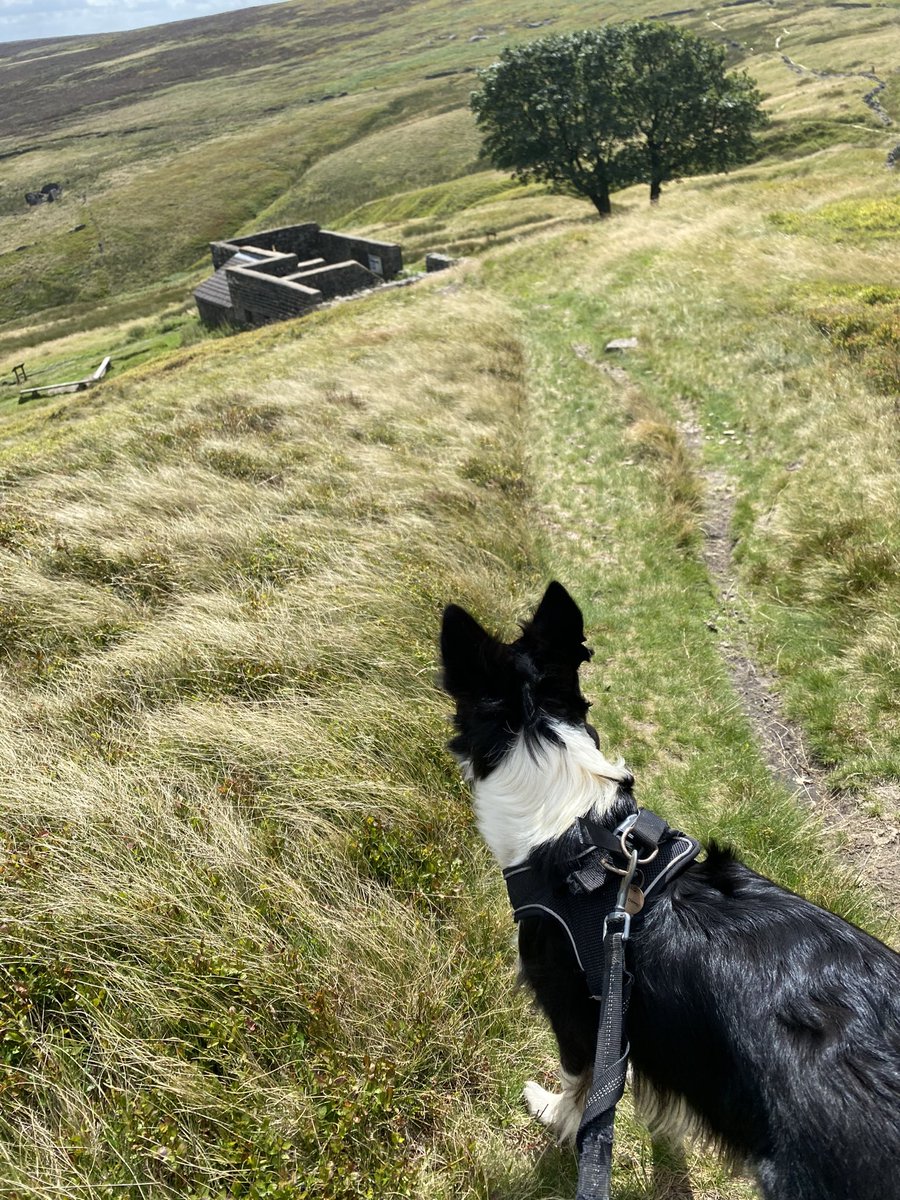 pondenperson's tweet photo. So I took Noah’s dog Indi for a tour of all the #Brontë landmarks around the moors Noah lived on the edge of. #PondenKirk, #AlcomdenStones & #TopWithins, scattering a few of his ashes at each should his spirit wish to take the air sometime!
4/7 https://t.co/TVFqSdc2R5