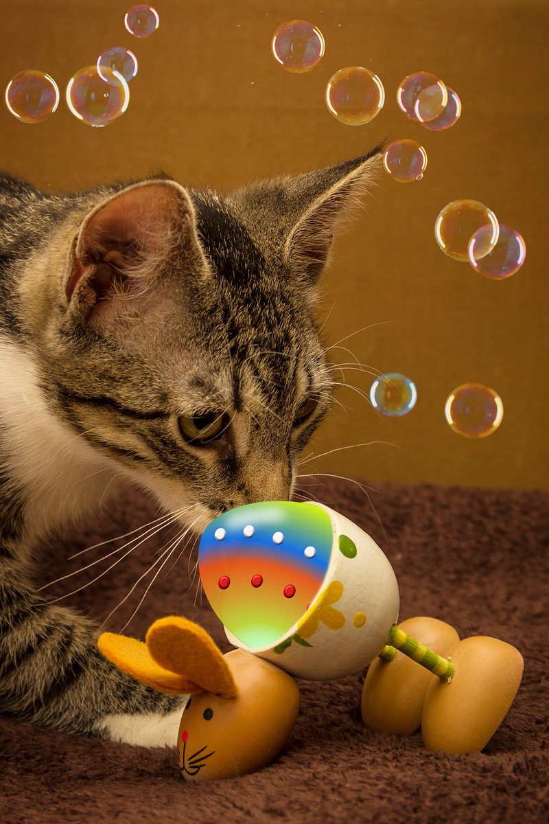 pugs_owners's tweet image. Cat fact of the day: Cats can make over 100 different vocal sounds. From purrs to meows, they have quite the vocabulary! 🐾🗣️ #CatFacts #VocalCats #CatLanguage #CommunicationSkills #CuriousCreatures