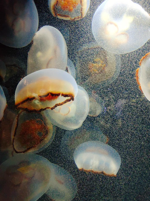 山形加茂水族館。こじんまりとしてるけど、クラゲを中心に展示してあっていい水族館