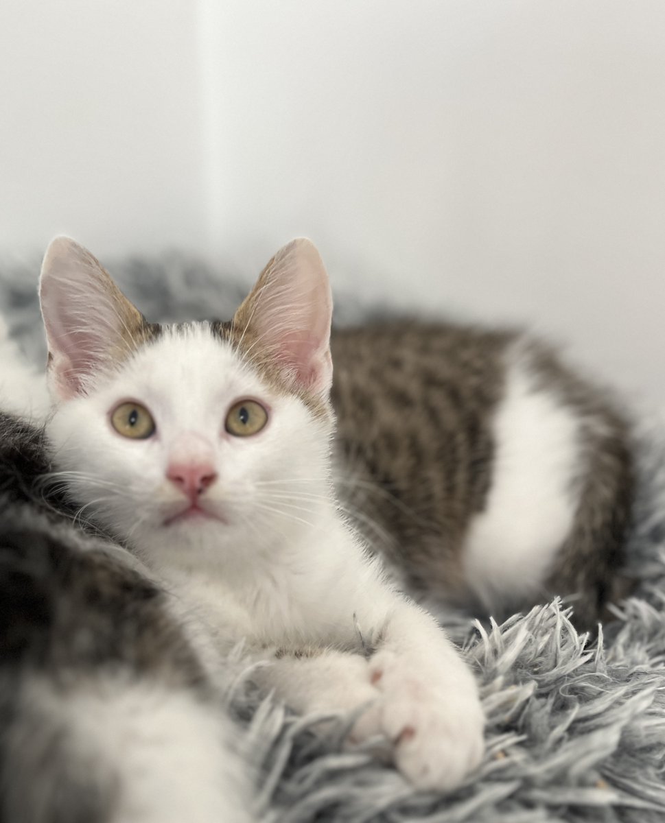 SosMistigris87's tweet photo. Nos chatons à l'adoptions 🥰🥰🥰 https://t.co/CipJm5g3XG