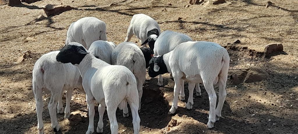 Terence_Muripo's tweet photo. Our lambs at 2 months old. https://t.co/0Y6EXlpxL7