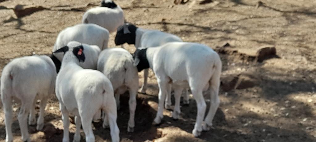 Terence_Muripo's tweet photo. Our lambs at 2 months old. https://t.co/0Y6EXlpxL7