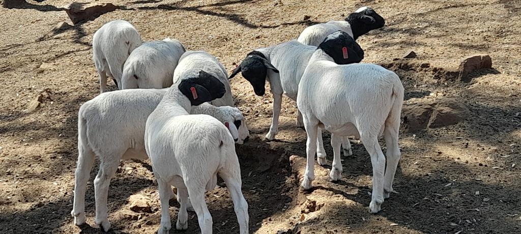 Terence_Muripo's tweet photo. Our lambs at 2 months old. https://t.co/0Y6EXlpxL7