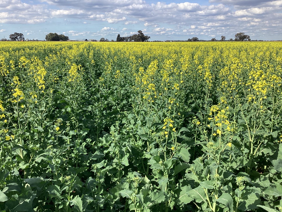 Canola crops at 20% flower are currently getting their flowering fungicide applications. This will help suppress black leg and sclerotinia in the irrigated crops prior to full bloom.