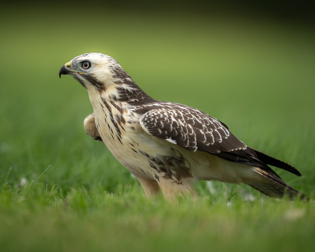 Here she is! 🤩

🦅🤍
Pale morph buzzard 
(Juvenile I think )

•••••••••••••••
#wildlifephotography #BirdsOfTwitter 
#TwitterNatureCommunity #birdsofprey
#wildlife #photography #sonyalpha