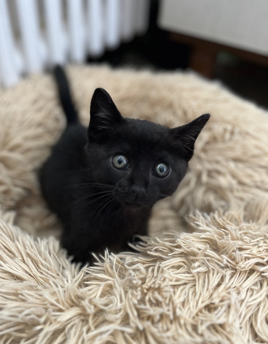 SosMistigris87's tweet photo. Nos chatons à l'adoptions 🥰🥰🥰 https://t.co/CipJm5g3XG