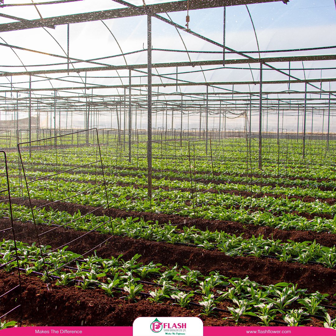 İyi haftalar dileriz 💐

#BiÇiçekYeter #MakesTheDifferenfe #FarkYaratır