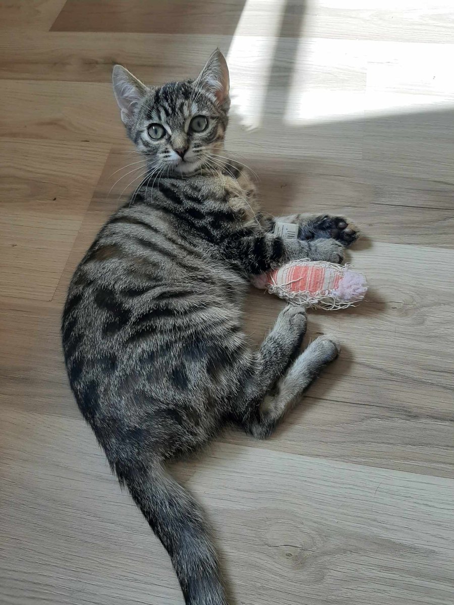 SosMistigris87's tweet photo. Nos chatons à l'adoptions 🥰🥰🥰 https://t.co/CipJm5g3XG