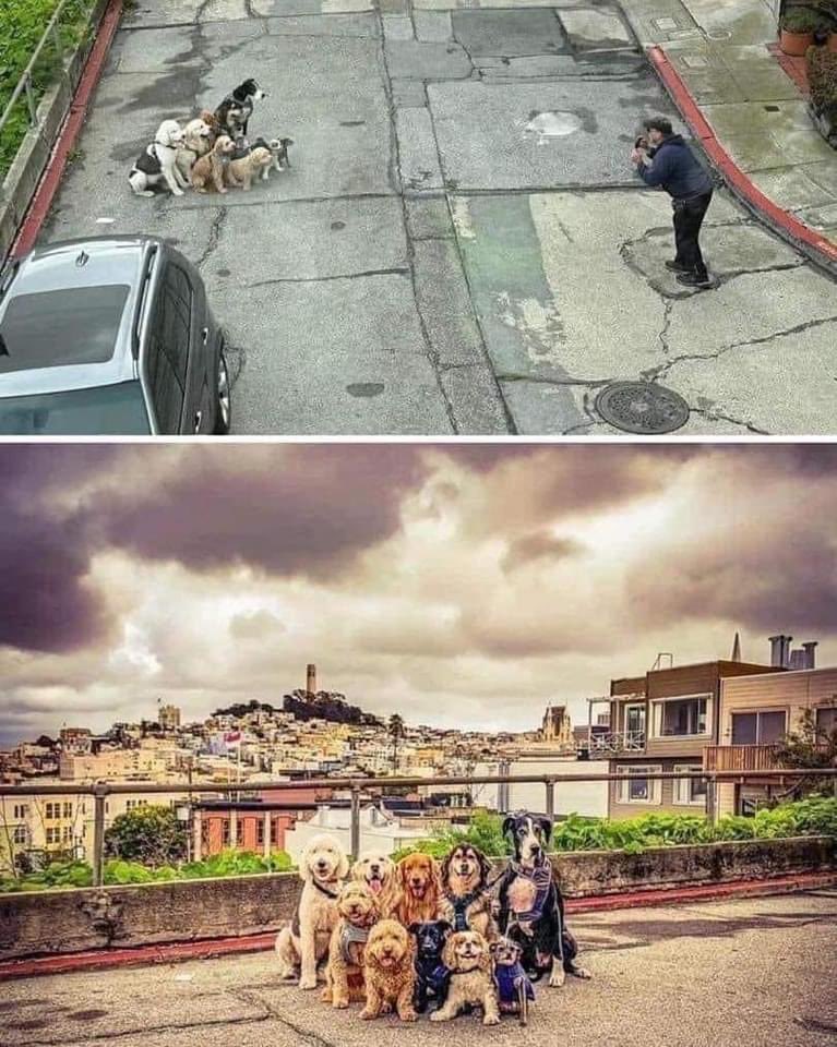 perros_shidoris's tweet photo. La foto perfecta no exis… https://t.co/NmMKnVo3lQ