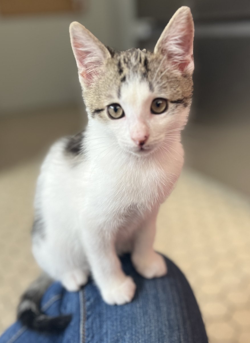 SosMistigris87's tweet photo. Nos chatons à l'adoptions 🥰🥰🥰 https://t.co/CipJm5g3XG
