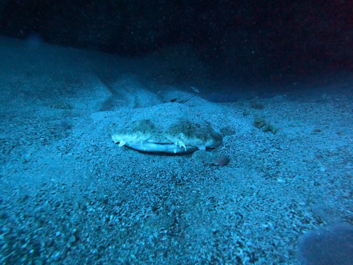 LanzaroteDiveCentre tweet media