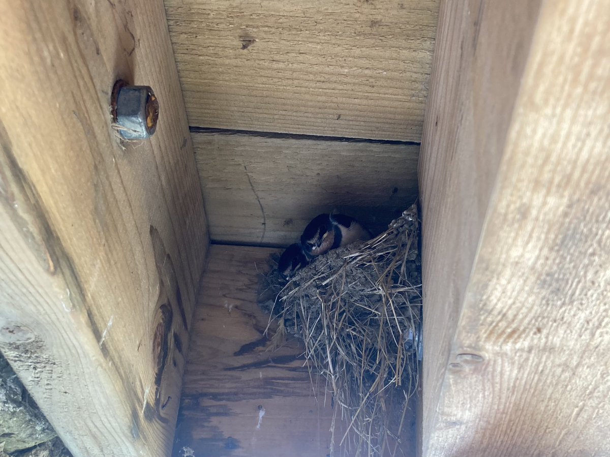 More babies! #wildlife #farmstay