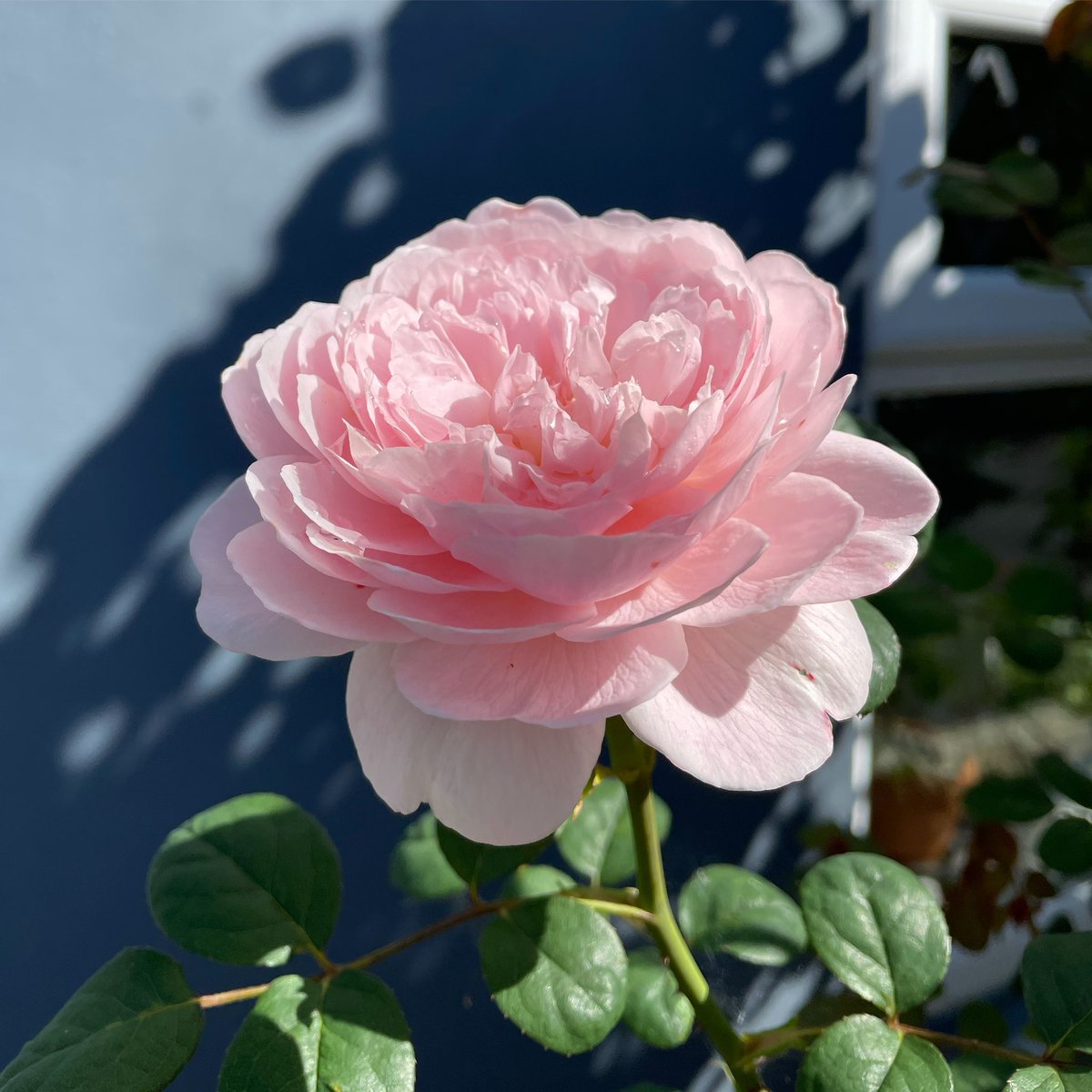 Stifyn1's tweet photo. Let’s go Barbie #pinc #letsgobarbie #garden #naturephotography #summer #august #monday https://t.co/78YSQZYPyq