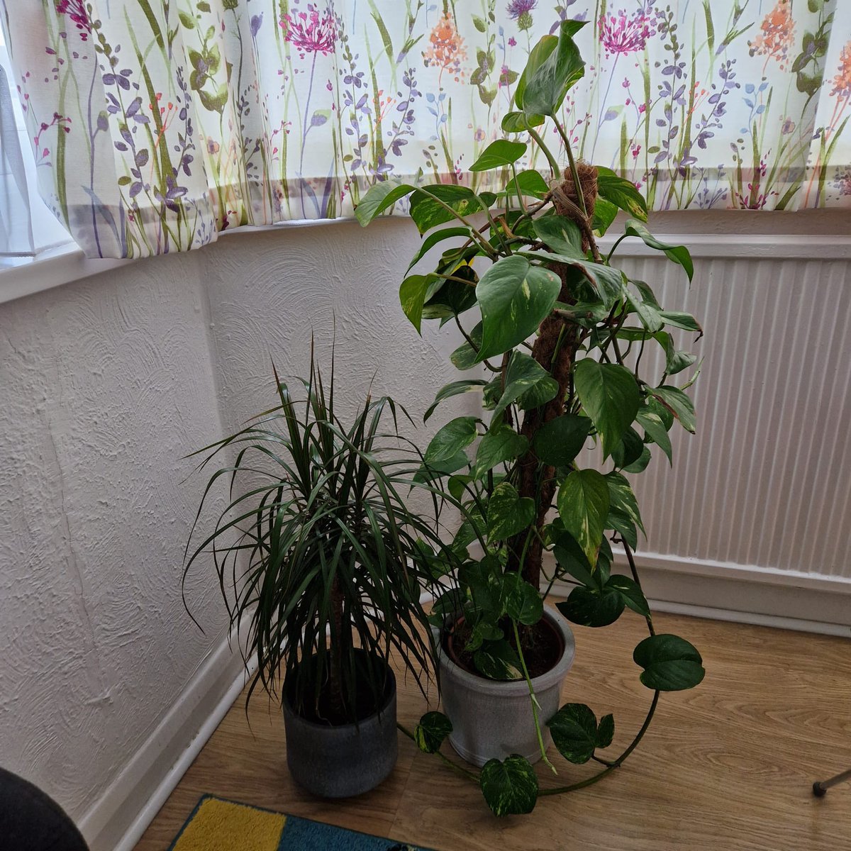 ExcavateMusic's tweet photo. @Brighterdayvnl quick update… plant hydration continues. Thought I’d try some The Ironing Maiden you talk about. Bit noisy. Not quite for me… think this might be more my speed. https://t.co/rtBVTCyy7w