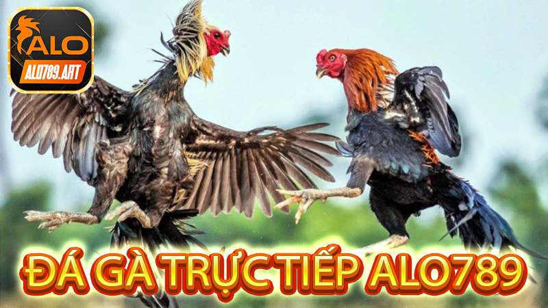 Alo789 đá gà - Khám Phá Thế Giới Đá Gà Trực Tuyến Đầy Hấp Dẫn