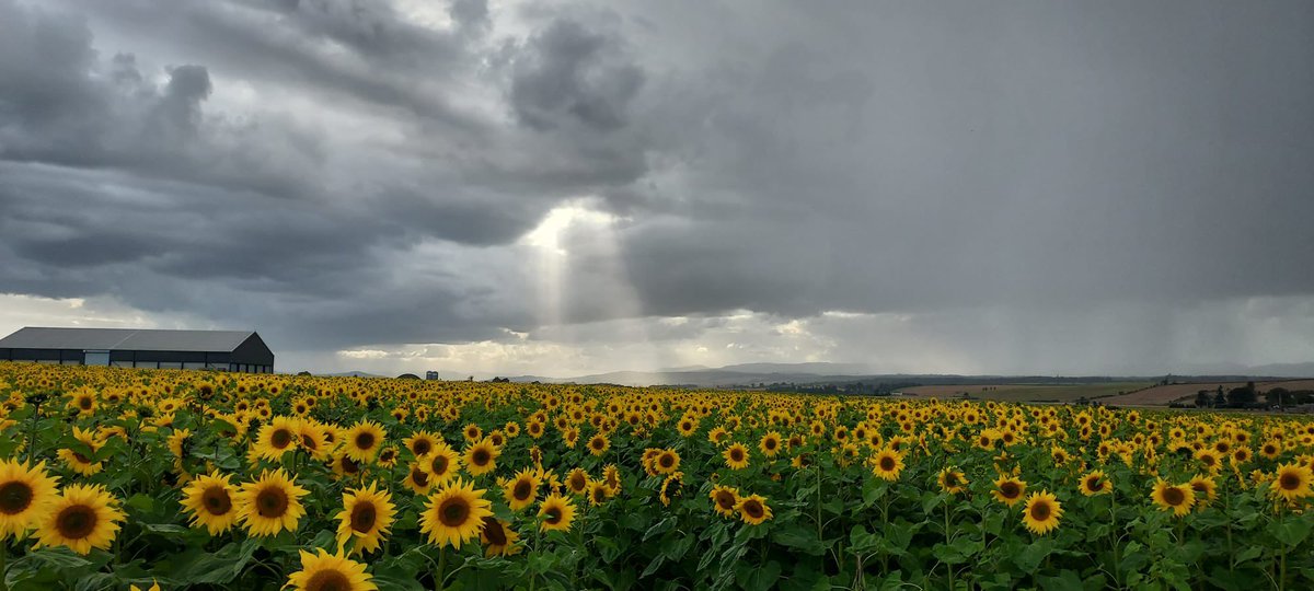 Fabulous scenes <a href="/Gloagburn/">Gloagburn Farm Shop</a> sunflower walk. Our guests came back radiant! Really recommend it #innovative #agritourism #joy #perthshire