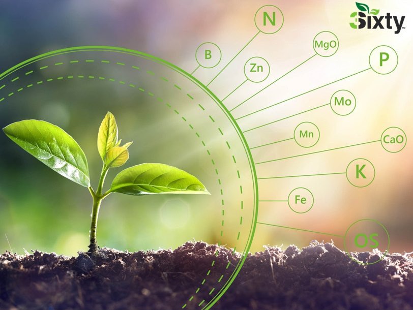 🔬 Scientific evidence supports the superiority of organic feeding over synthetic fertilizers. Studies show that organic practices enrich soil biodiversity, leading to improved nutrient retention and water absorption. This fosters a healthier, more resilient ecosystem.