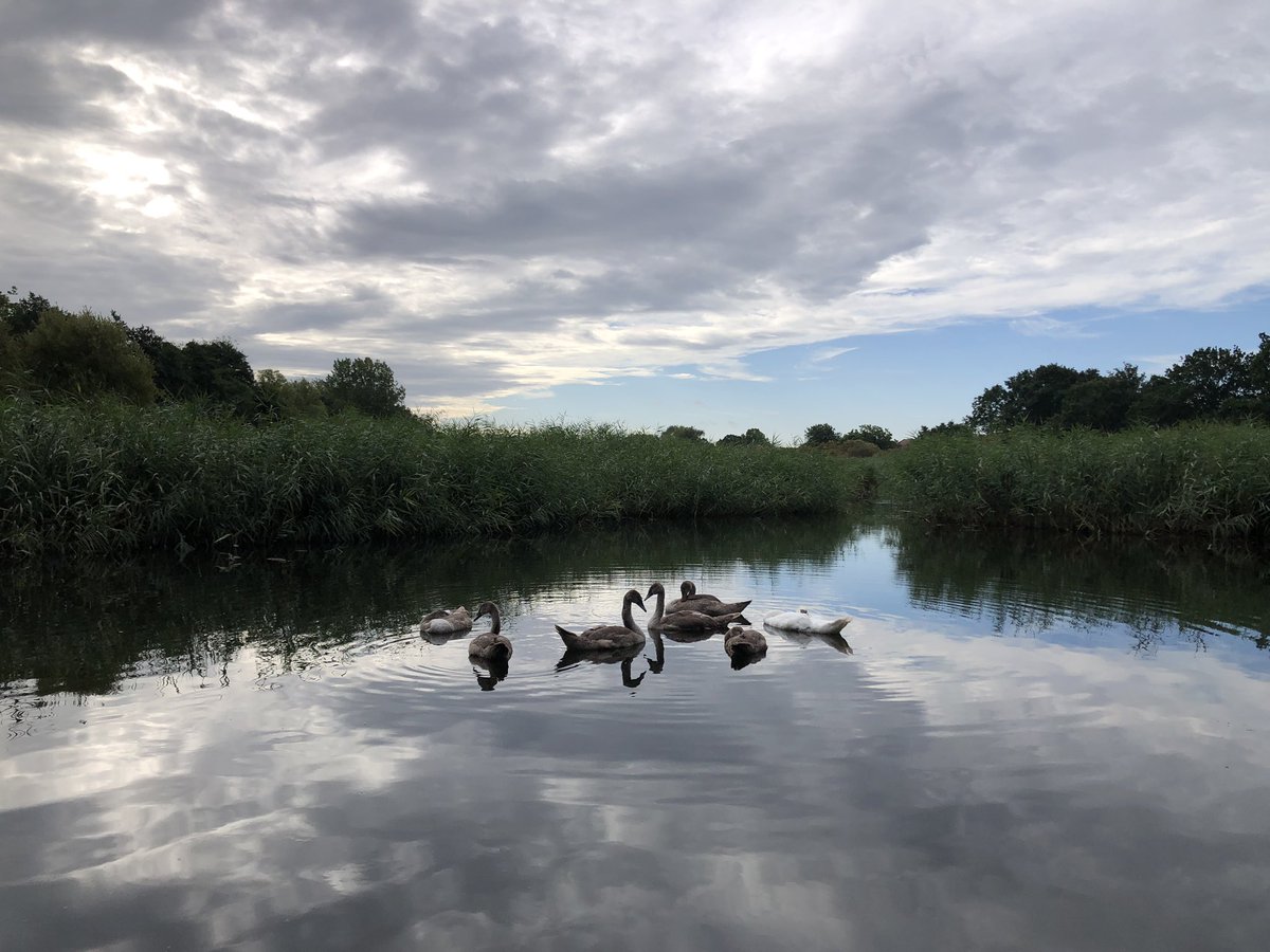 mdrakes1's tweet photo. @TeachersRunClub @WeAreERC @UKRunChat after the torrential rain 🌧️ last night it was a muddy 🥵 🏃♂️. 8km banked for 136/250km for #REDAugust. Swans 🦢 were out in both lakes. More signs of malting @SwanwatchUk #nikerunclub #running #Wellbeing https://t.co/VPsa5mB91x