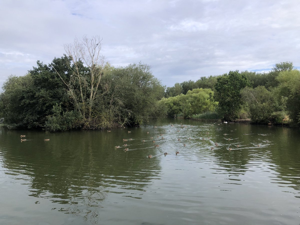 mdrakes1's tweet photo. @TeachersRunClub @WeAreERC @UKRunChat after the torrential rain 🌧️ last night it was a muddy 🥵 🏃♂️. 8km banked for 136/250km for #REDAugust. Swans 🦢 were out in both lakes. More signs of malting @SwanwatchUk #nikerunclub #running #Wellbeing https://t.co/VPsa5mB91x