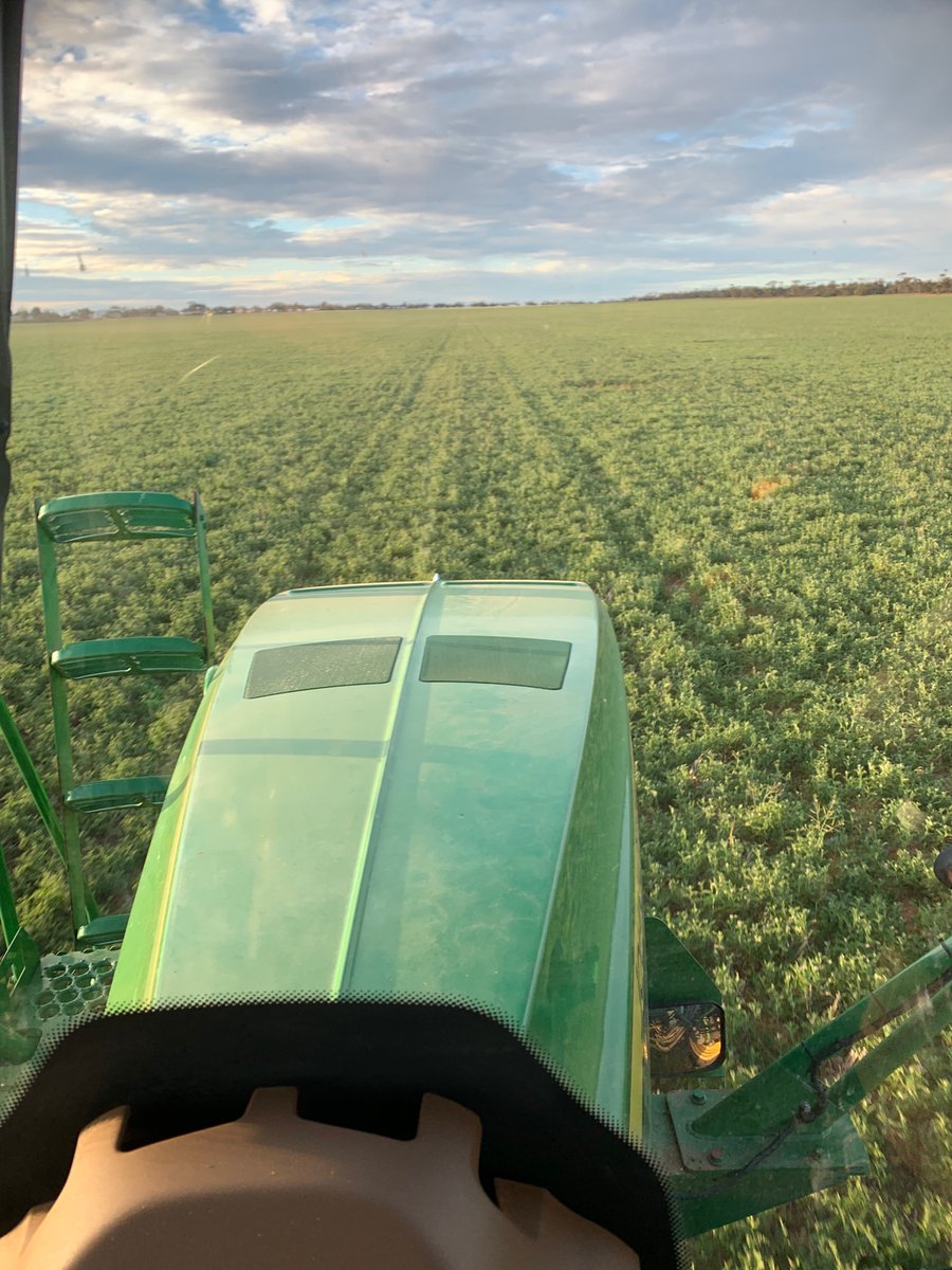 Dessicating vetch (hay), now it’ll rain!