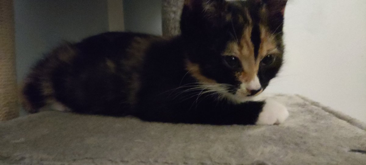 Boreal_Gaming's tweet photo. everyone, say hello to Orin 😺💖 https://t.co/CwP5I9rB6F