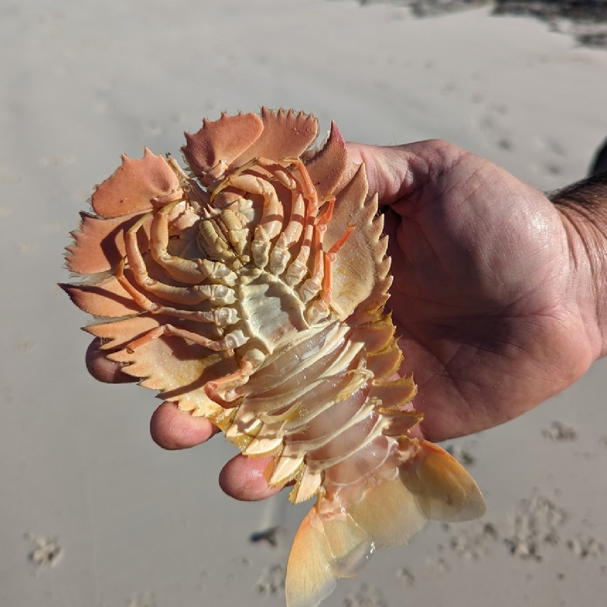 #MarineMonday is back everybody! ✨ This intriguing looking creature is known as the Balmain Bug (Ibacus peronii), also known as the Butterfly fan lobster. 👀 You'll be able to spot these funny looking creatures in our South-west marine park network. 📸 Credit: jennlavers