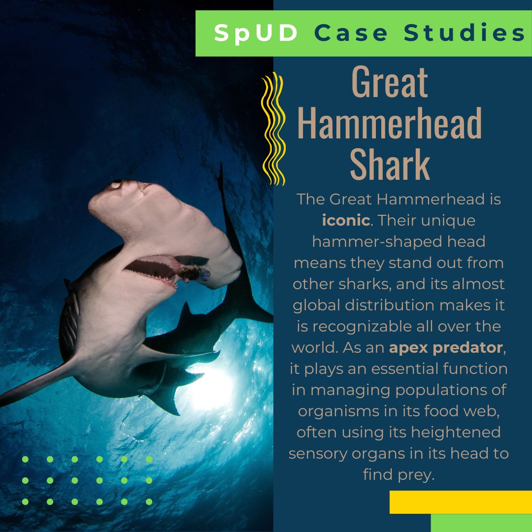 IUCNSULi's tweet photo. The iconic #GreatHammerheadShark is our latest #SpUDCaseStudies from the #SpeciesUseDatabase. It's not secret that shark populations are in decline. This hammerhead is no exception. Awareness around its environmental and cultural significance is essential! https://t.co/2cNdJ886ep