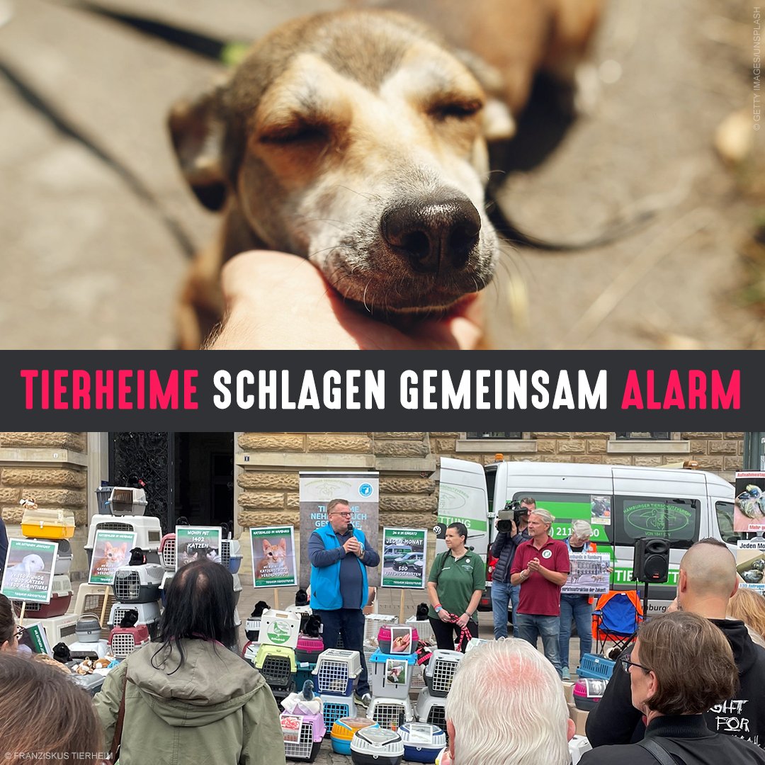 Mit dem Hamburger Tierschutzverein &amp; vielen anderen haben wir vor dem Rathaus in Hamburg demonstriert, um auf die dramatische Lage der #Tierheime aufmerksam zu machen. Viele sind so überfüllt, dass sie keine Fundtiere mehr aufnehmen können.

Wir fordern 👉 hamburger-tierschutzverein.de/tierschutz/tie…