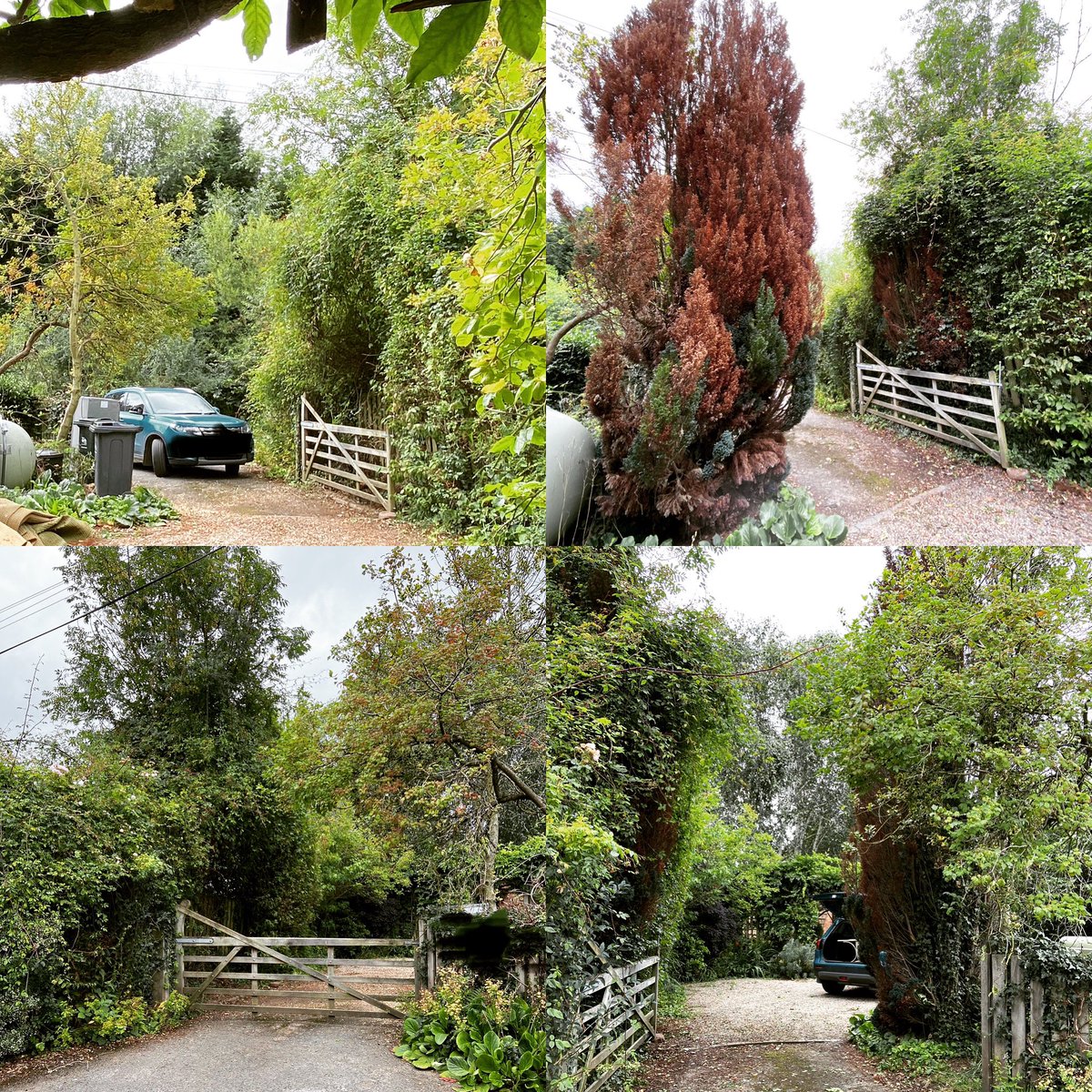 TheWorcsGarden's tweet photo. ✅ Dead conifers removed from either side entrance gate… now to decide what to put back in 😃
Favourite thought a #RobiniapseudoacaciaHillieriTree ❤️
#TheWorcestershireGarden #worcestershire #NewTree https://t.co/yVfQwyjdKj