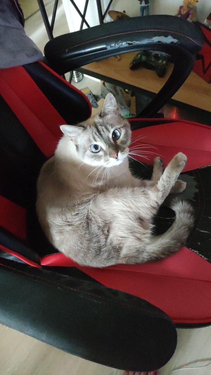 Finalys's tweet photo. @ShouldHaveCat https://t.co/2a92Abd1cV