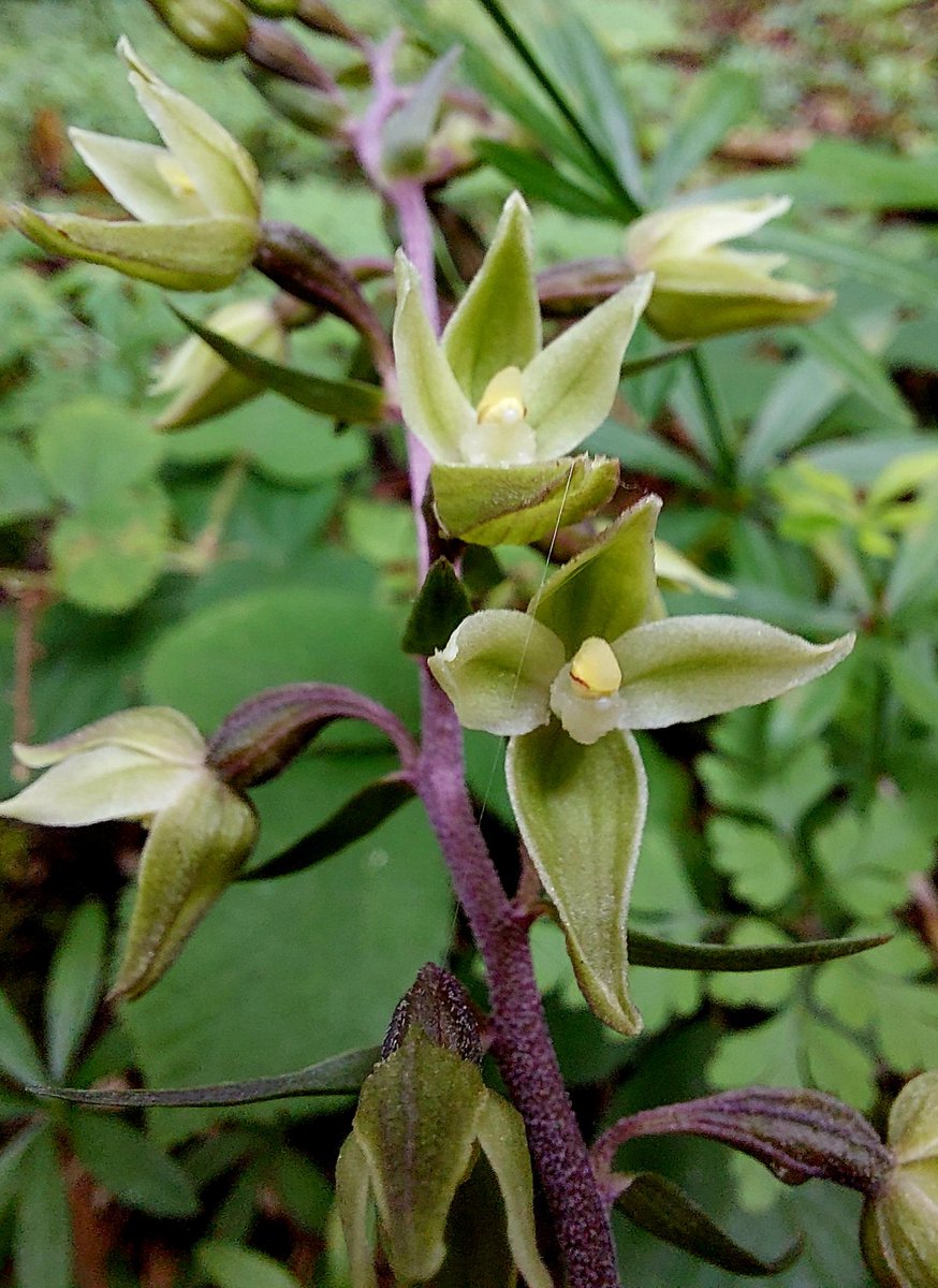Oxfordshire. 12/8/2023.
An  unusual Epipactis purpurata. The lower flowers are normal but the upper flowers are not, with only 2 petals and sepals.
@BSBIbotany @ChilternsAONB @ukorchids #orchids #helleborines