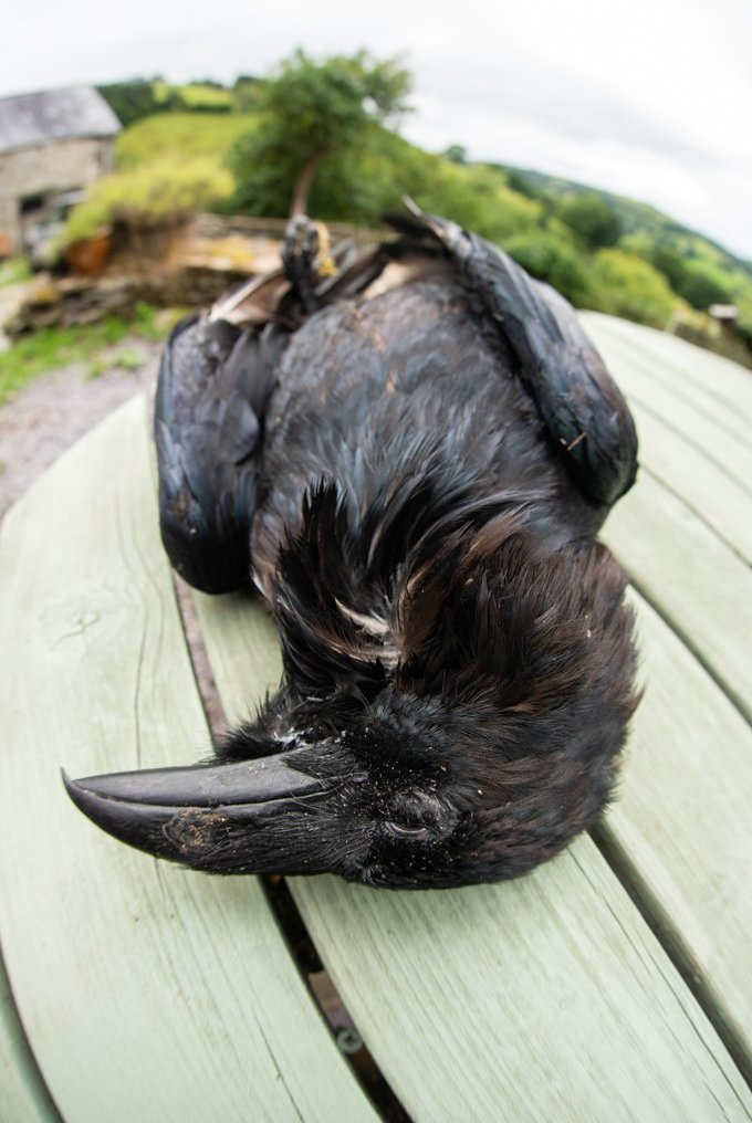 A poisoned Raven I found on a N.Wales grouse moor.
And here's the RSPB report on it.
rspb.org.uk/about-the-rspb…
Ask yourself, who do you think is poisoning predators on grouse moors. This moor near Wrexham is open to public access, so no care given to the public.