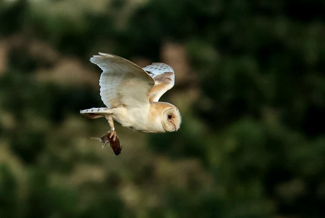 mwcfish's tweet photo. @mwcfish a few of my owls from this breeding season shots ..5 young all fledged and well looked after by parents...unfortunately they say that 75% of young will die in the first year, lack of food, cars and other human encounters, let's wish them all the luck 🤞 https://t.co/Cg4nU8FRv4
