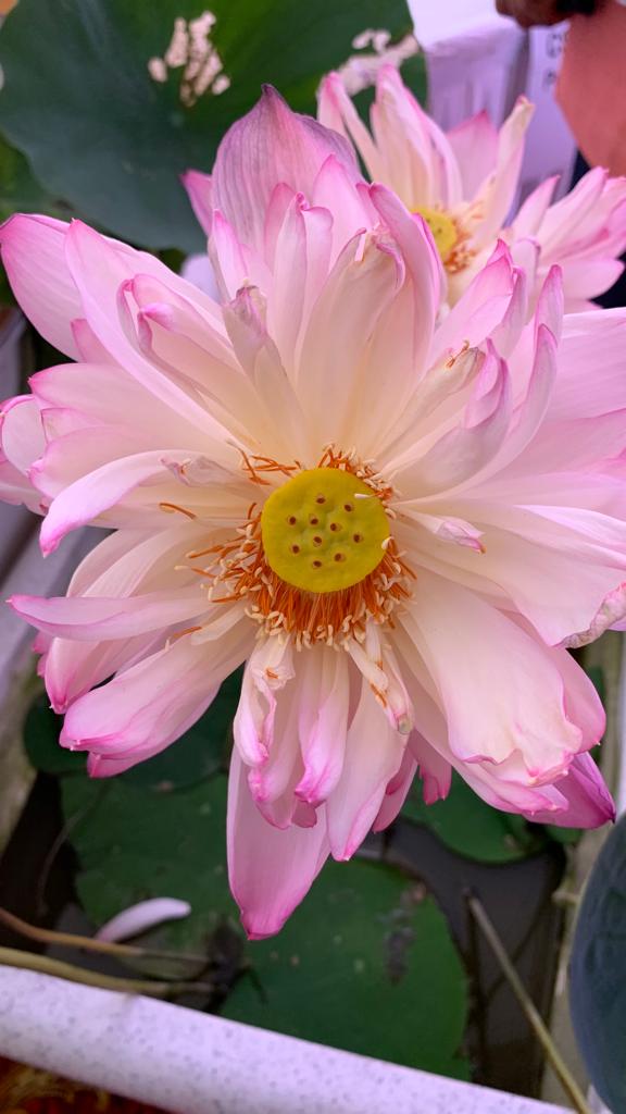 yogeshwardhar's tweet photo. The expanding leadership, scientific development and global impact of Lotus for health &amp; agriculture. NAMOH 108 The variety of sacred lotus released for society by @csirnbrilko  @CSIR_IND @DrNKalaiselvi  @UPGovt @Bioinfo85735424 @DrJitendraSingh https://t.co/WnJR1F82l9