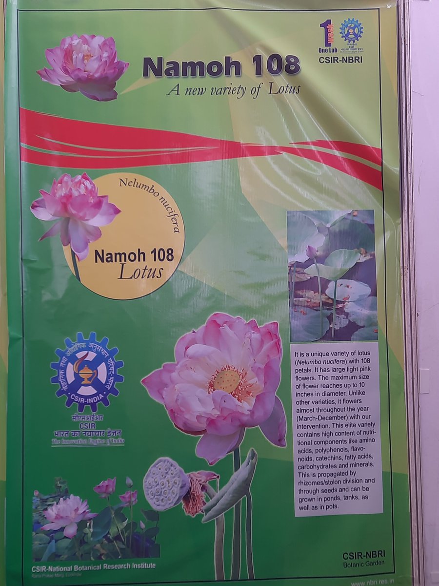 yogeshwardhar's tweet photo. The expanding leadership, scientific development and global impact of Lotus for health &amp; agriculture. NAMOH 108 The variety of sacred lotus released for society by @csirnbrilko  @CSIR_IND @DrNKalaiselvi  @UPGovt @Bioinfo85735424 @DrJitendraSingh https://t.co/WnJR1F82l9