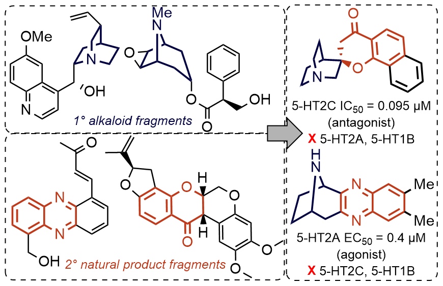 Luca Laraia (@laraialab) on Twitter photo Check out our new paper in J Med Chem <a href="/ACSBioMed/">ACS Publications Bio & Med Chem Content</a> on the synthesis diverse alkaloid-inspired compounds leading to the identification of 5-HT2A agonists and dual 5-HT2B/C antagonists! Big congratulations to Ruwei! <a href="/ChemistryDtu/">DTU Chemistry</a> 1/n pubs.acs.org/doi/full/10.10… Check out our new paper in J Med Chem <a href="/ACSBioMed/">ACS Publications Bio & Med Chem Content</a> on the synthesis diverse alkaloid-inspired compounds leading to the identification of 5-HT2A agonists and dual 5-HT2B/C antagonists! Big congratulations to Ruwei! <a href="/ChemistryDtu/">DTU Chemistry</a> 1/n pubs.acs.org/doi/full/10.10…
