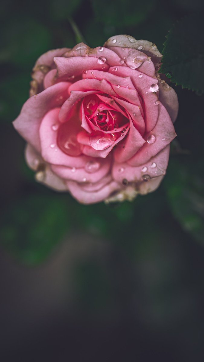 ๐ฐ๐ป๐ผ๐ฐ. tweet media