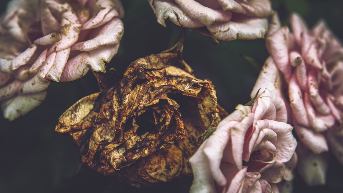 ๐ฐ๐ป๐ผ๐ฐ. tweet media