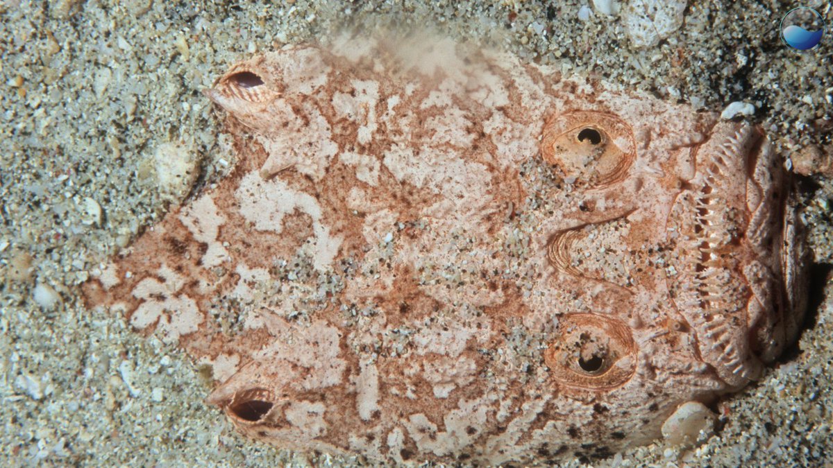 Ocean Science tweet media